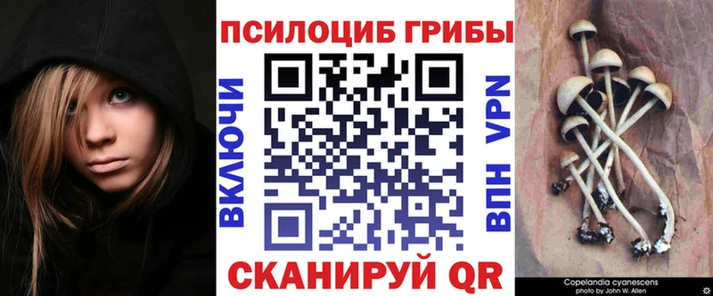 как найти наркотики  Миасс  Псилоцибиновые грибы Psilocybe 